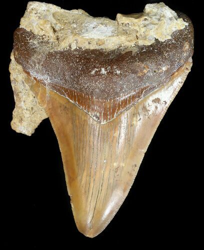 Unusual Moroccan Megalodon Tooth - #44142